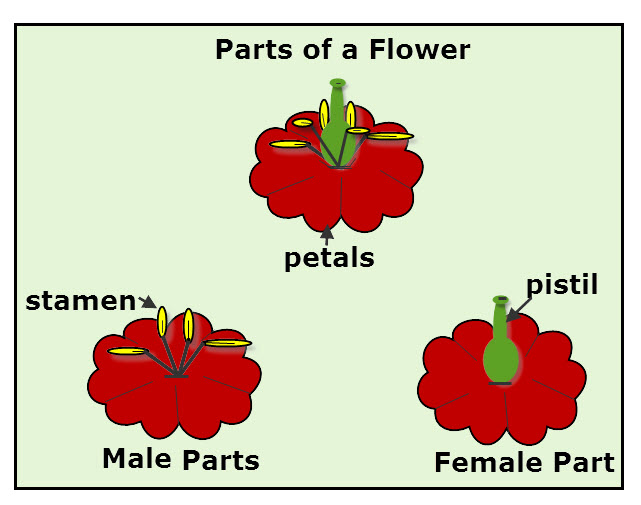 Flower Parts For Reproduction Homeschool Science For Kids